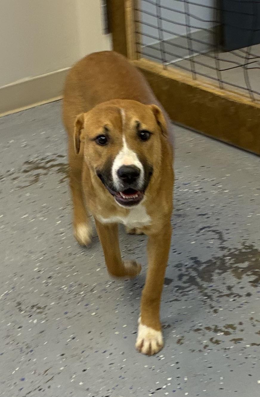 Enlarge Bo, a Adoptable mixed breed in Senatobia, MS image 3/5