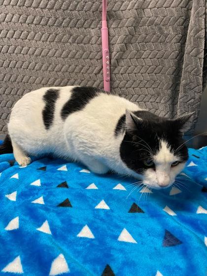 Harvey, Adoptable, Adult Male Domestic Short Hair & Domestic Short Hair.