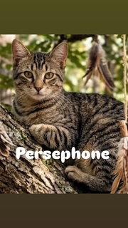 Persephone, Adoptable, Young Female Domestic Short Hair.