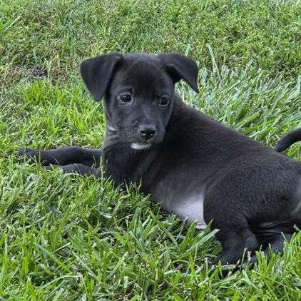 Mordecai, a Adoptable mixed breed in Yucaipa, CA image 1/5