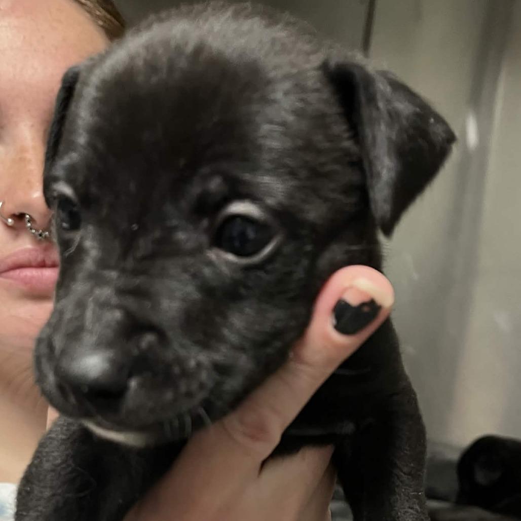 Mordecai, a Adoptable mixed breed in Yucaipa, CA image 2/5