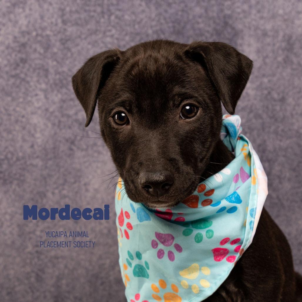 Mordecai, a Adoptable mixed breed in Yucaipa, CA image 3/5