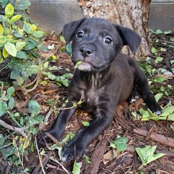 Mordecai, a Adoptable mixed breed in Yucaipa, CA image 4/5