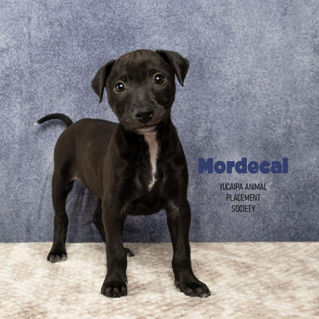 Mordecai, a Adoptable mixed breed in Yucaipa, CA image 5/5