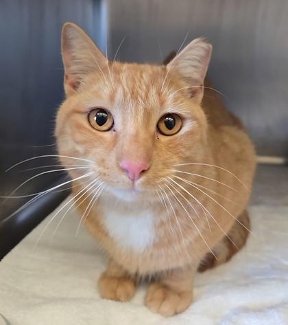 Enlarge ORANGE JUICE, an adopted mixed breed in Fernandina Beach, FL image 2/2