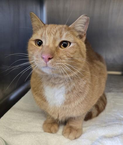ORANGE JUICE, adopted, Young Male Domestic Short Hair.