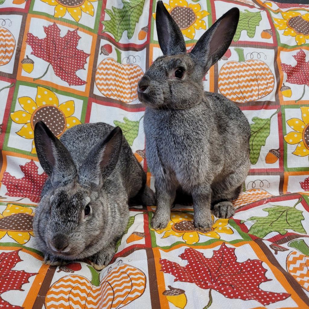 Enlarge Bianca, a Adoptable Bunny Rabbit in Gansevoort, NY image 1/1