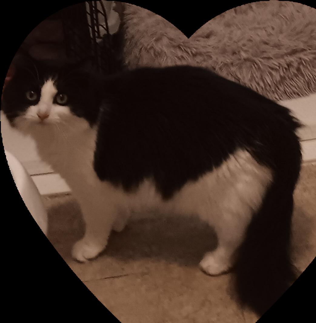 Bandit, ADOPTABLE, Adult Female Extra-Toes Cat / Hemingway Polydactyl & Domestic Medium Hair.