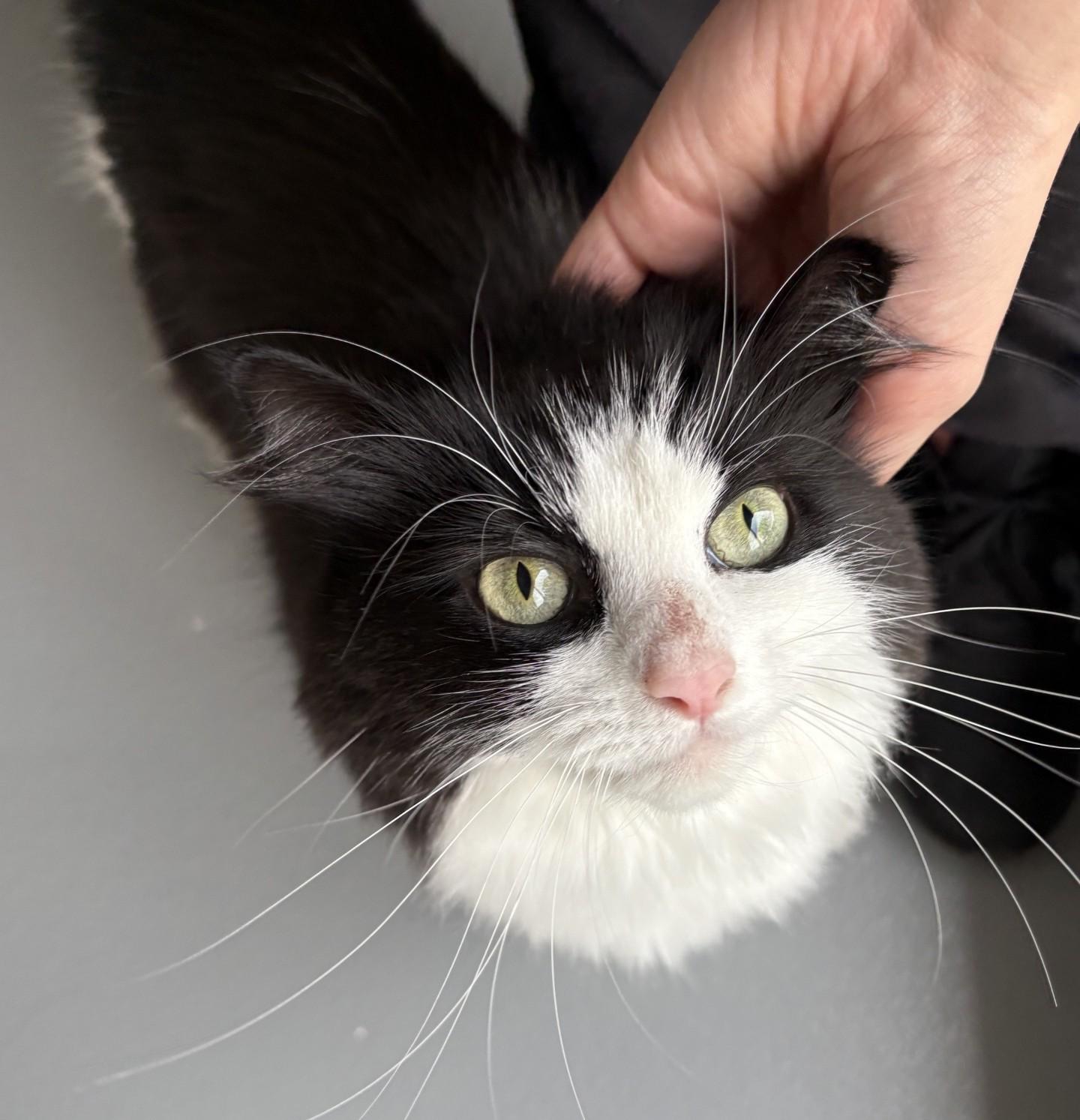 Bandit, Adoptable, Adult Female Extra-Toes Cat / Hemingway Polydactyl & Domestic Medium Hair.