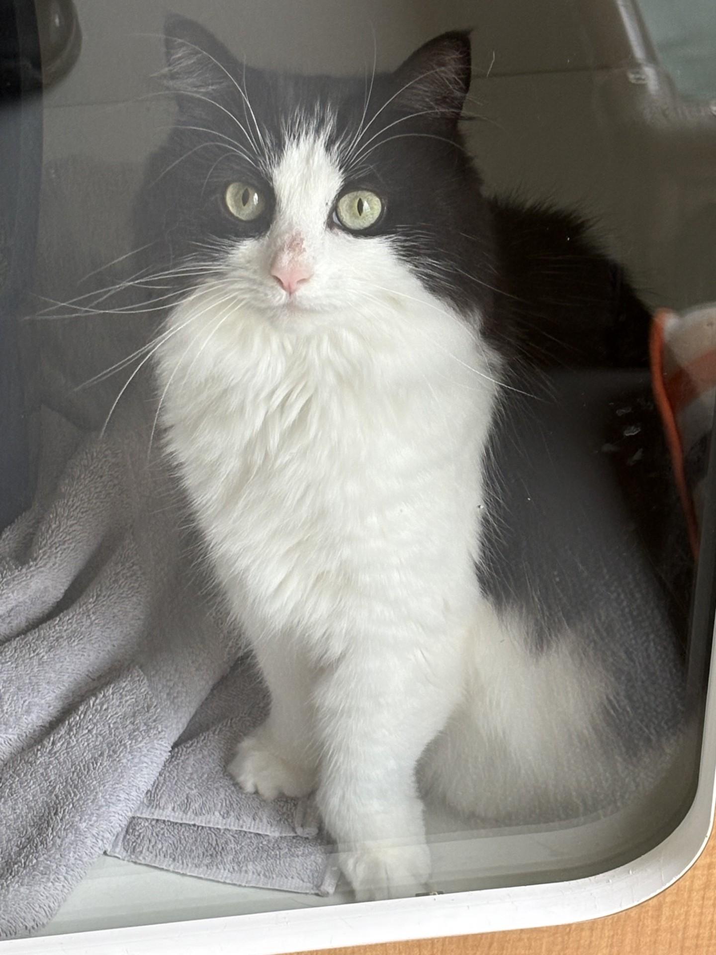 Enlarge Bandit, a Adoptable mixed breed in Floyd, VA image 4/6