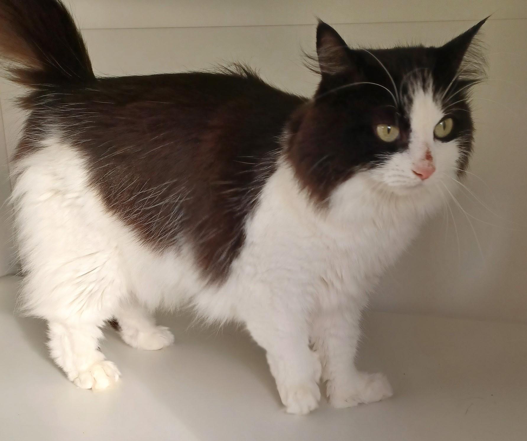 Enlarge Bandit, a Adoptable mixed breed in Floyd, VA image 5/6