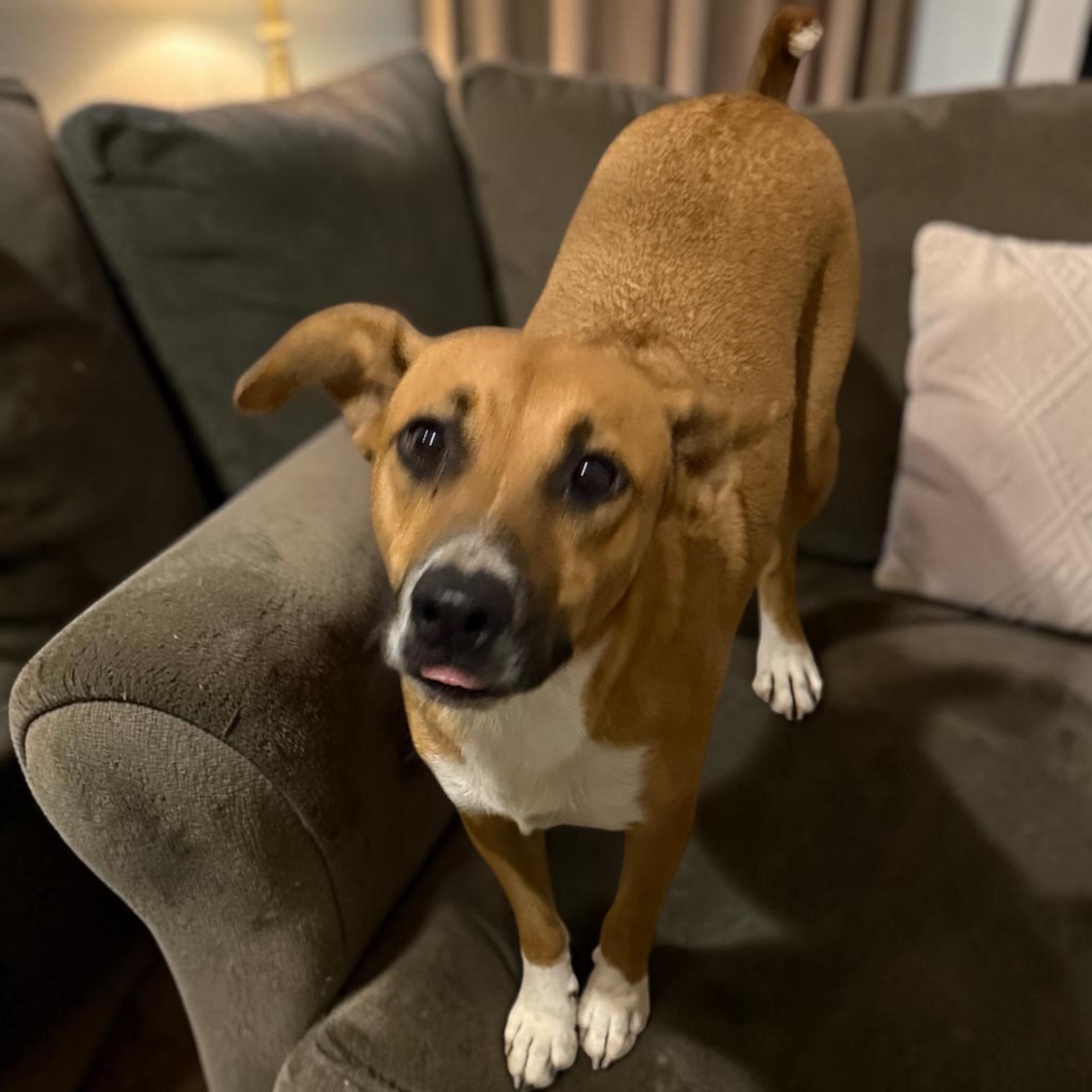 Enlarge May, a ADOPTABLE Mixed Breed in Aquilla, TX image 1/1