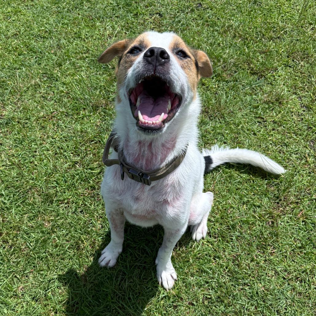 Enlarge Neptune, a Adoptable mixed breed in Jacksonville, NC image 3/3