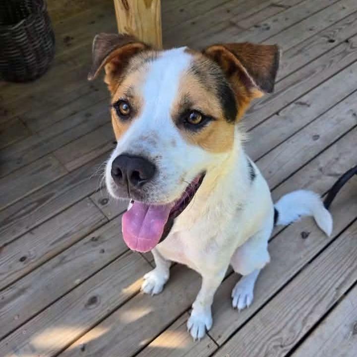 Enlarge Neptune, a Adoptable mixed breed in Jacksonville, NC image 2/3