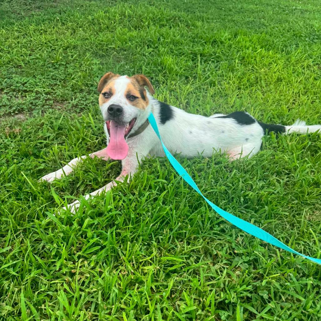 Neptune, Adoptable, Adult Male Shepherd & Pit Bull Terrier.