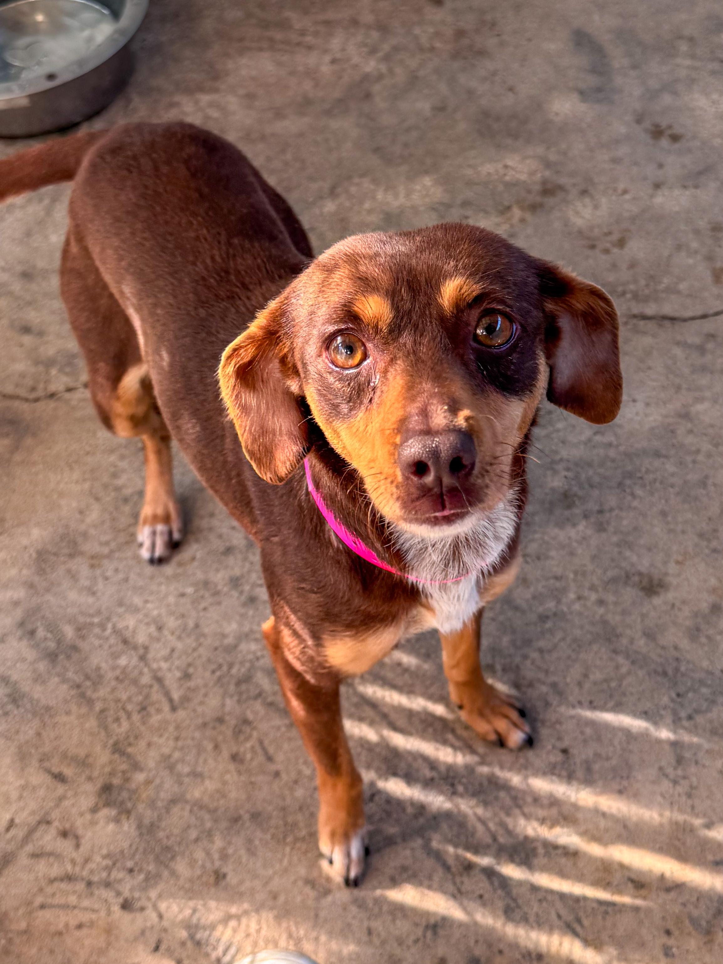MAPLE, Adoptable, Adult Female Chihuahua.