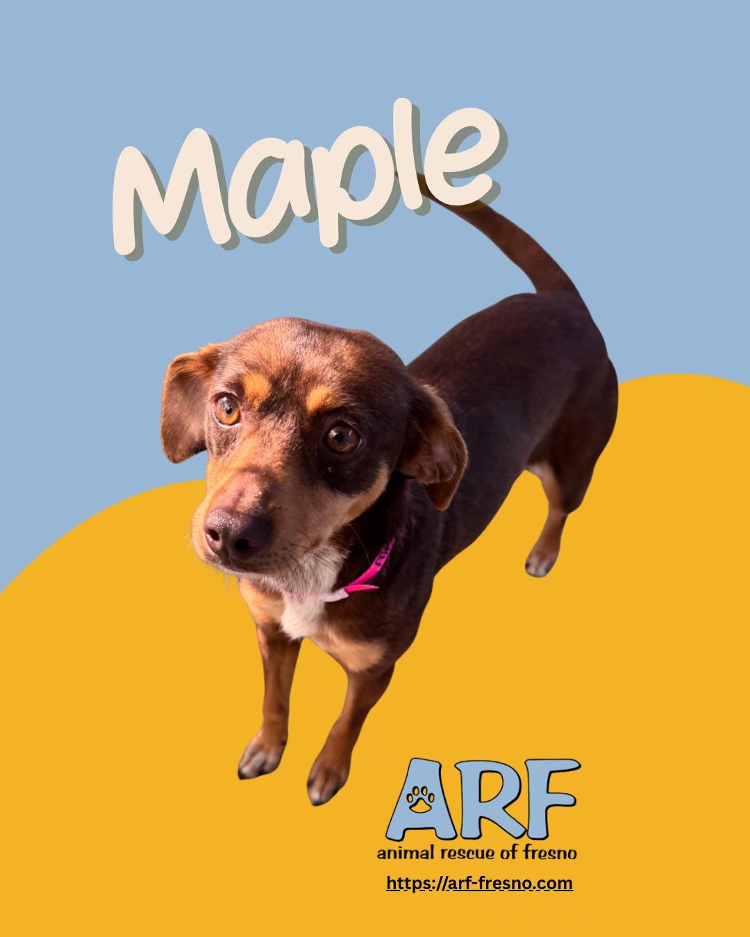Enlarge MAPLE, a Adoptable mixed breed in Fresno, CA image 2/4