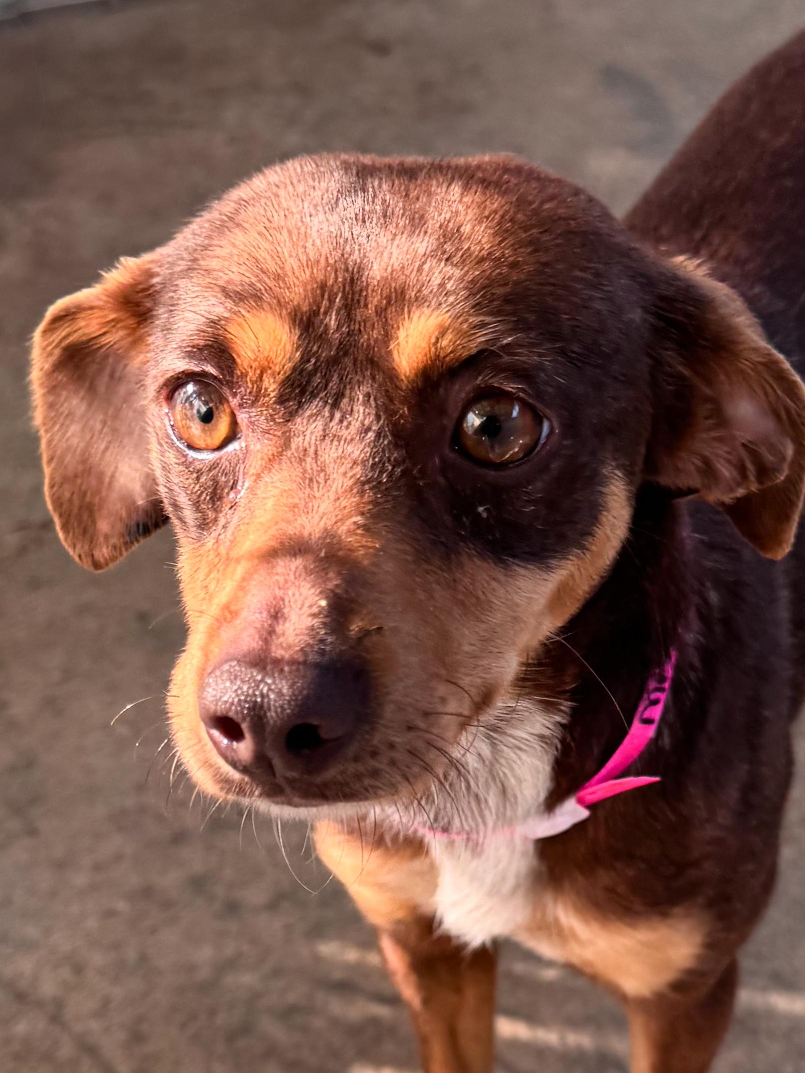Enlarge MAPLE, a Adoptable mixed breed in Fresno, CA image 3/4