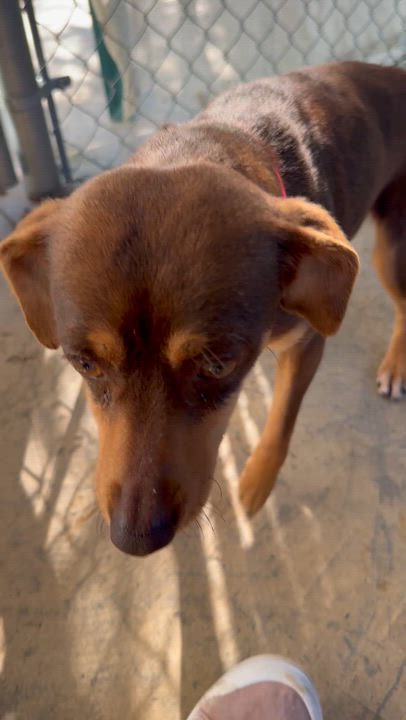 Enlarge MAPLE, a Adoptable mixed breed in Fresno, CA video 4/4