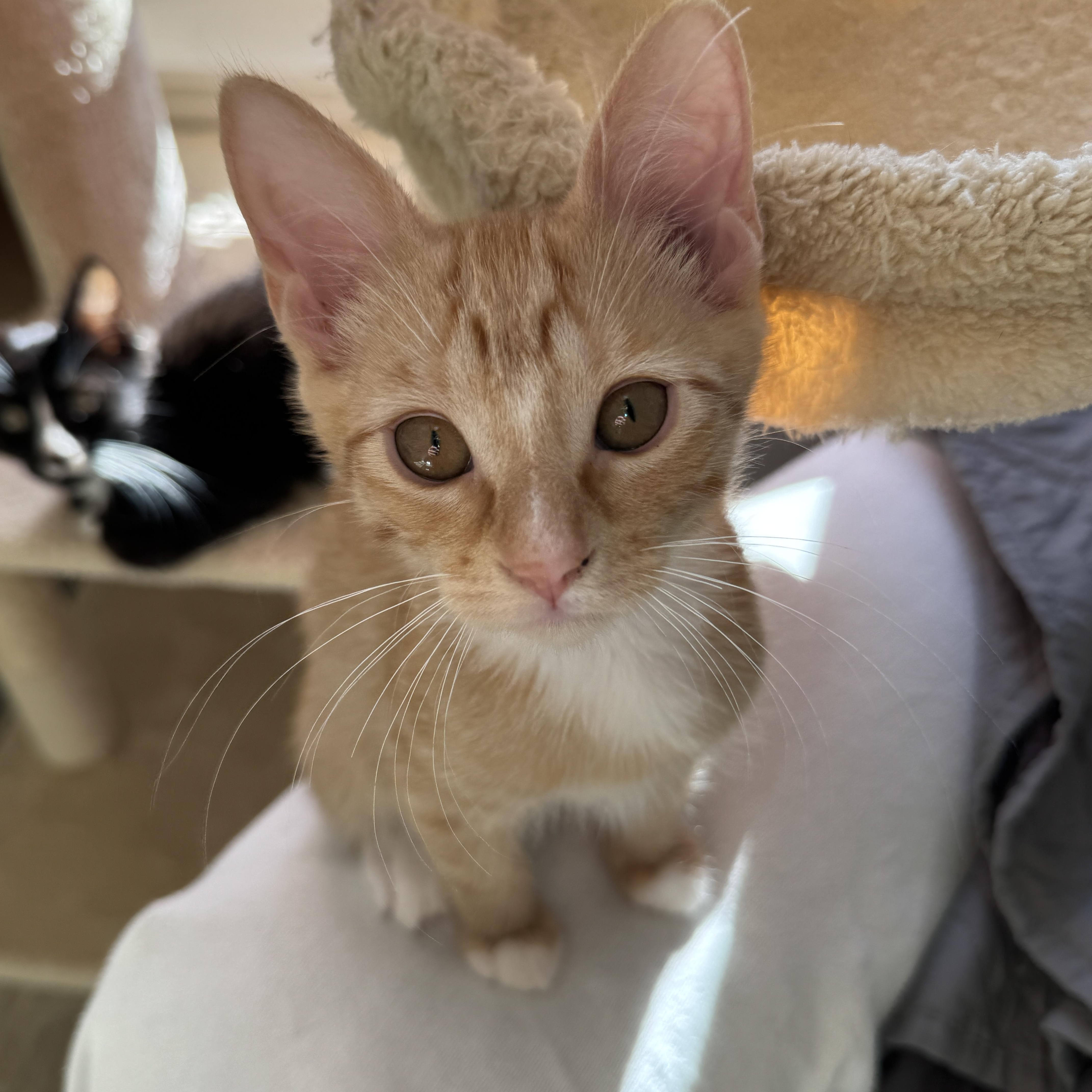 Mango, an adopted Domestic Short Hair in Issaquah, WA image 1/3