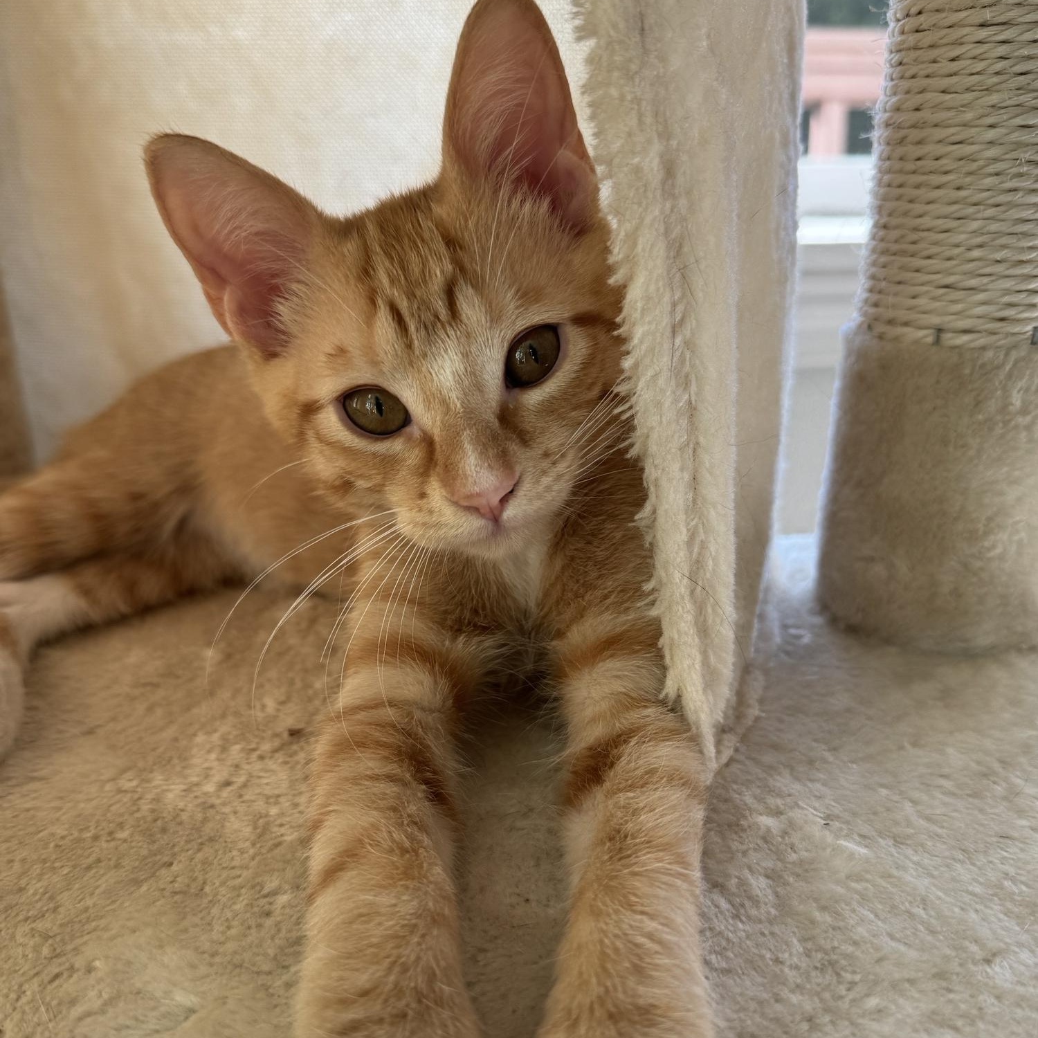 Mango, an adopted Domestic Short Hair in Issaquah, WA image 3/3