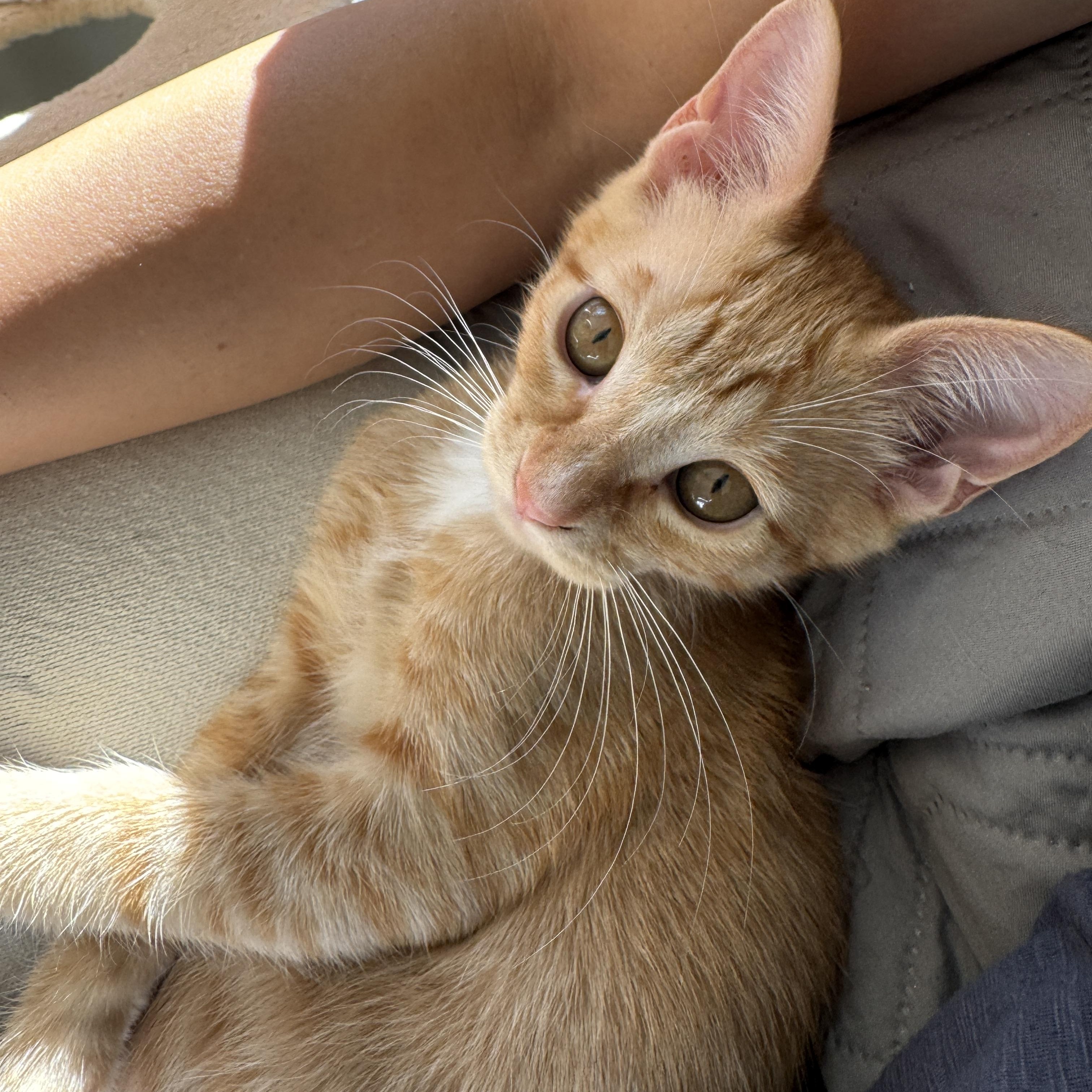 Mango, an adopted Domestic Short Hair in Issaquah, WA image 2/3