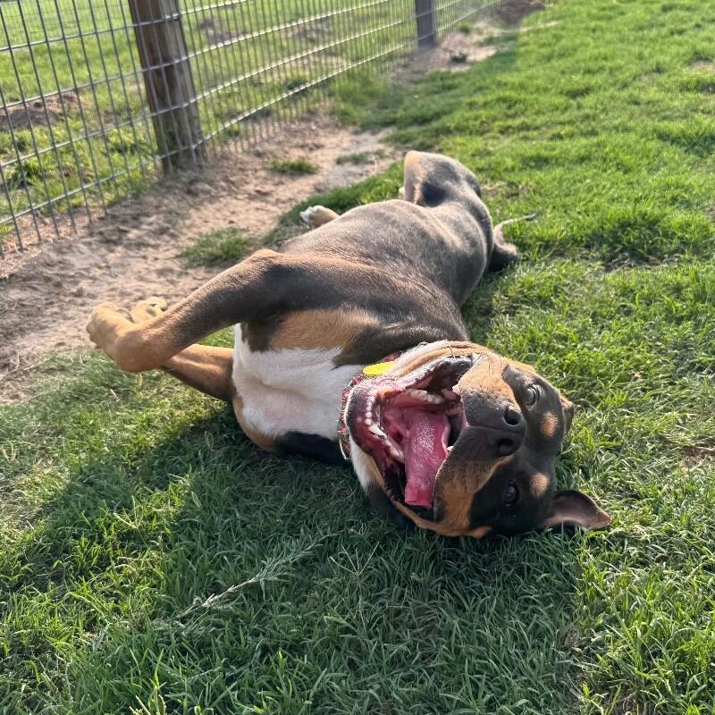 Enlarge Montana, a ADOPTABLE mixed breed in San Antonio, TX image 4/4