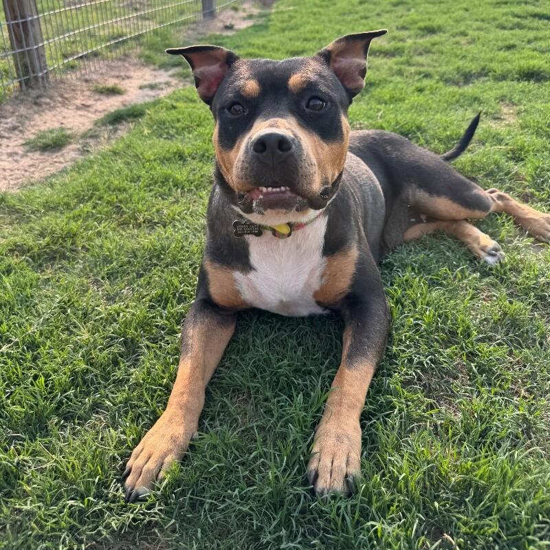 Enlarge Montana, a ADOPTABLE mixed breed in San Antonio, TX image 1/4