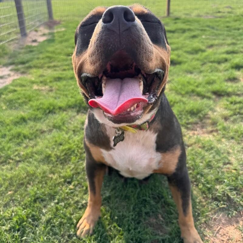 Enlarge Montana, a ADOPTABLE mixed breed in San Antonio, TX image 2/4