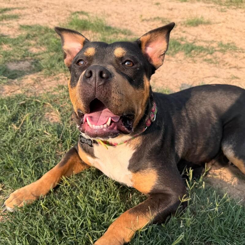 Enlarge Montana, a ADOPTABLE mixed breed in San Antonio, TX image 3/4