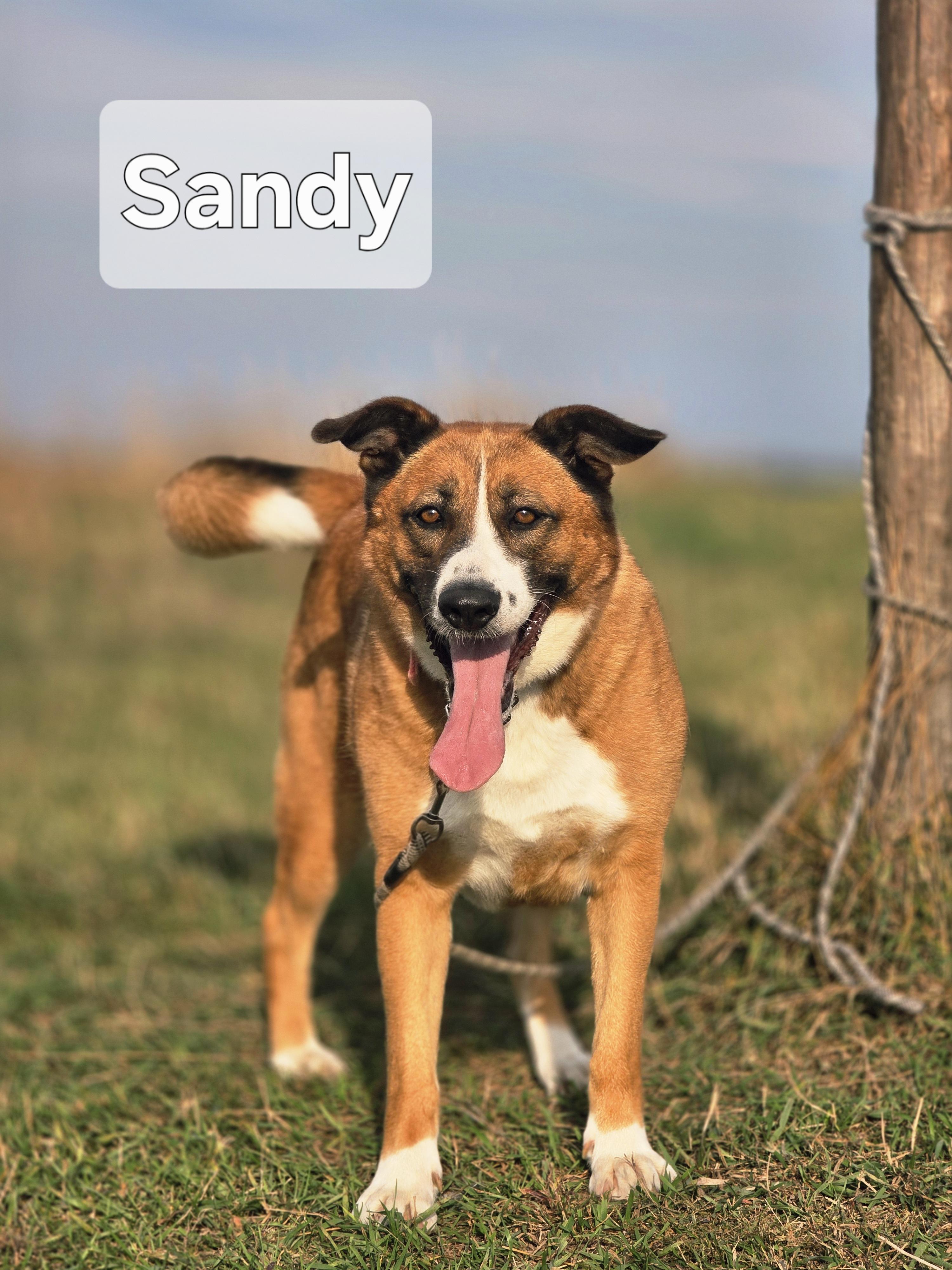 Sandy, Adoptable, Adult Female German Shepherd Dog & Siberian Husky.