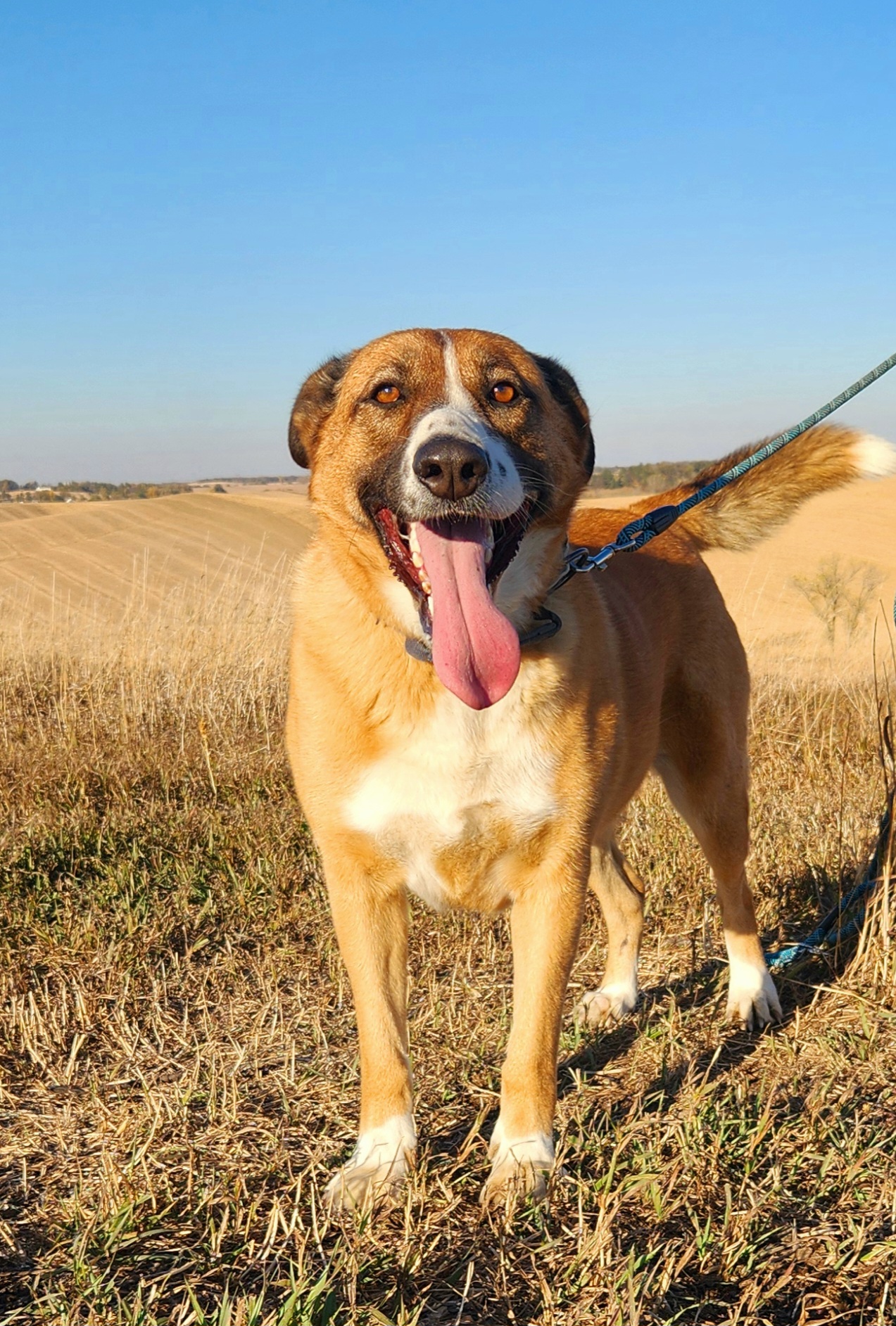 Enlarge Sandy, a Adoptable mixed breed in Walthill, NE image 3/6