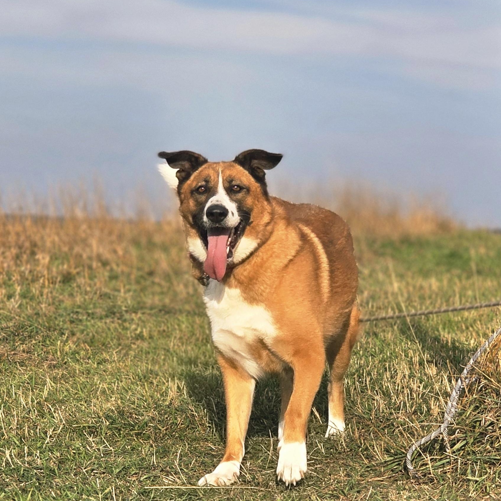 Enlarge Sandy, a Adoptable mixed breed in Walthill, NE image 2/6