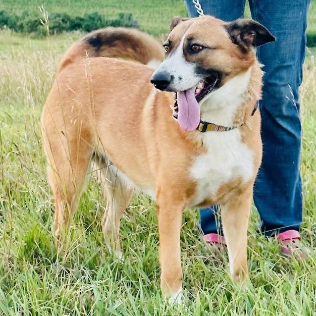 Enlarge Sandy, a Adoptable mixed breed in Walthill, NE image 4/6