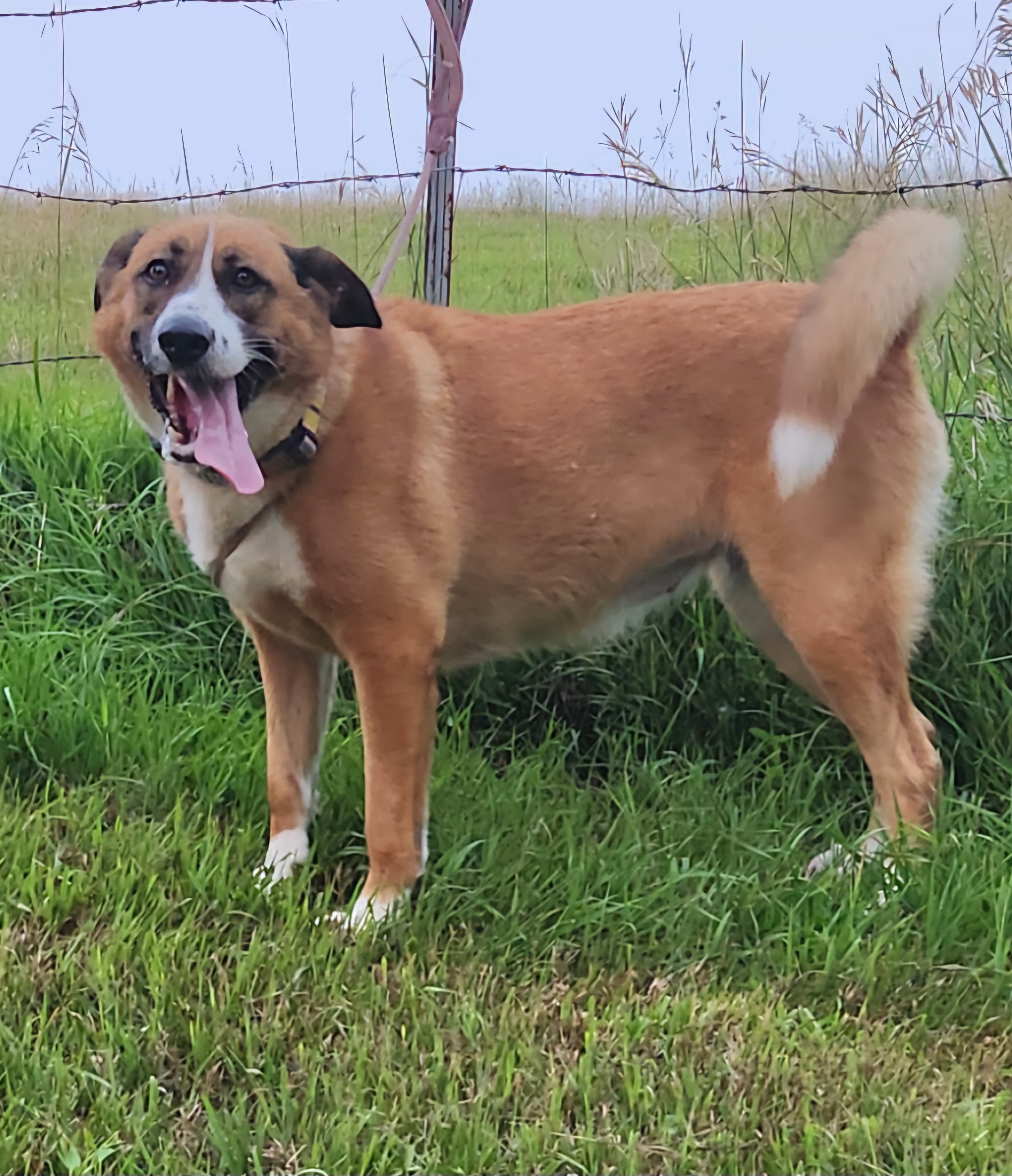Enlarge Sandy, a Adoptable mixed breed in Walthill, NE image 6/6