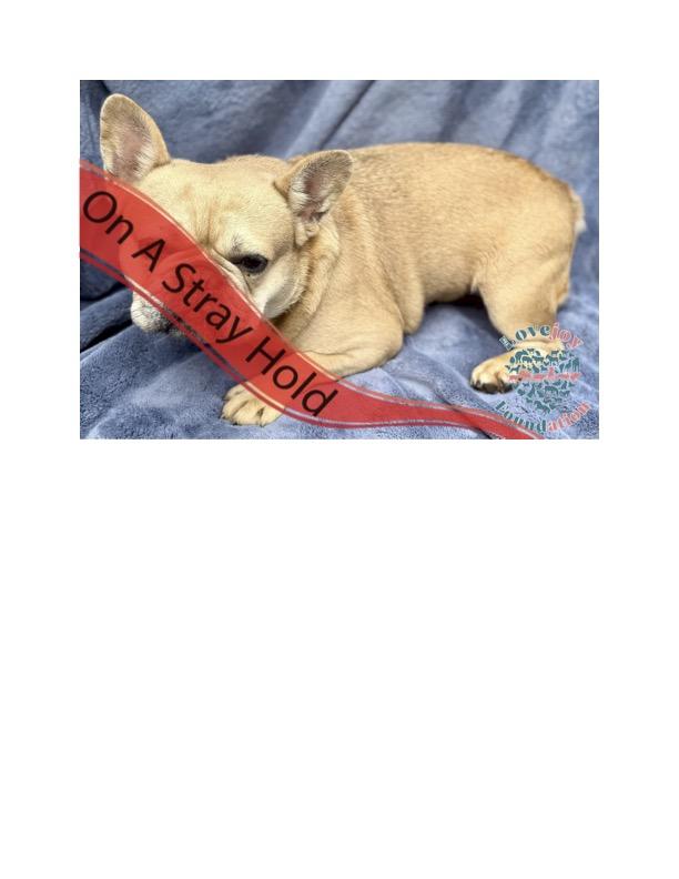 STRAY HOLD UNTIL 08052025 A photo with a stray hold banner is public and posted in a desire to reu