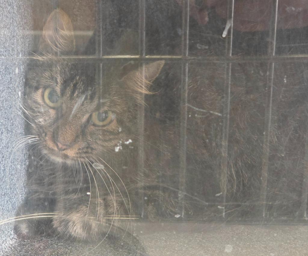 FERAL photo