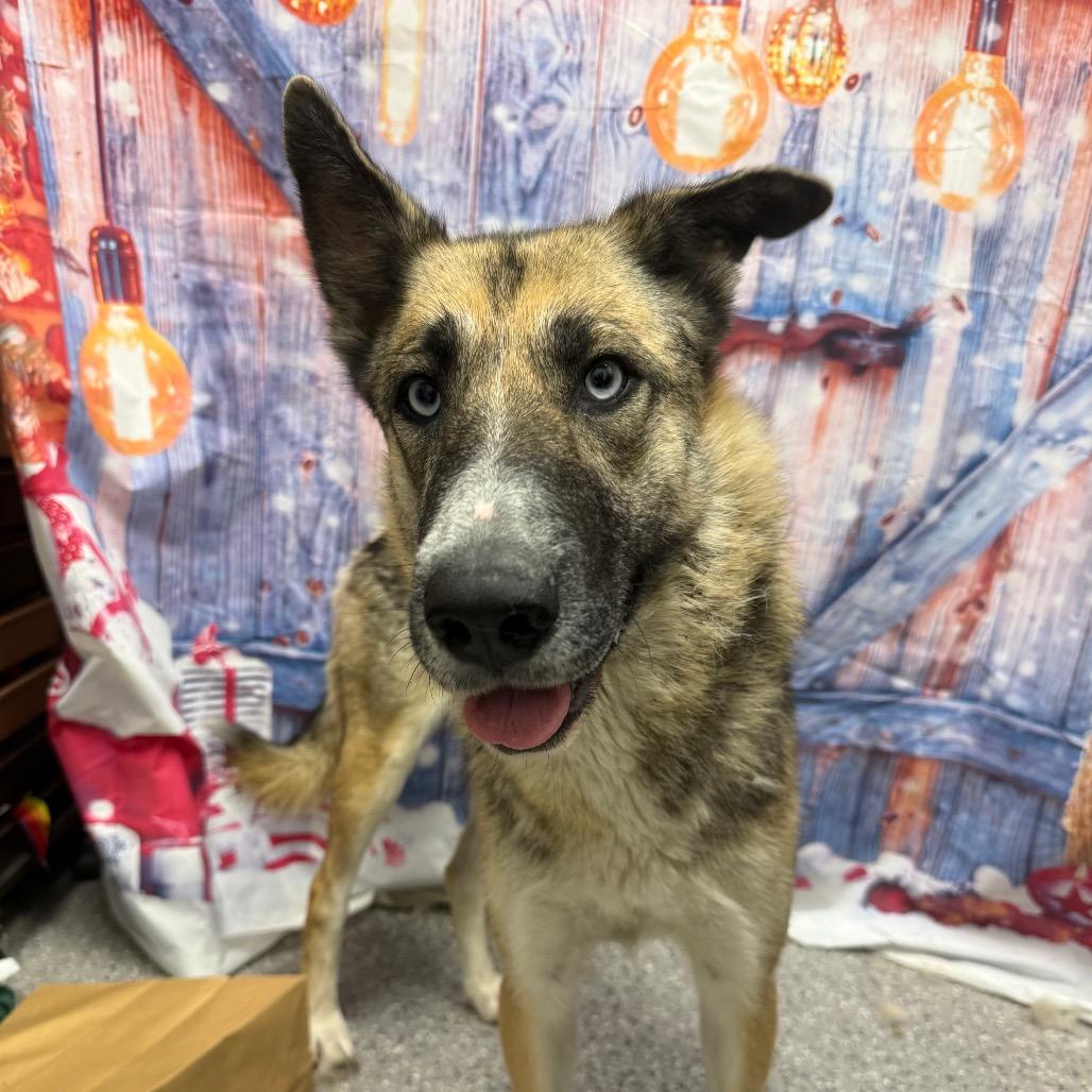 Sasha, Adoptable, Adult Female German Shepherd Dog.