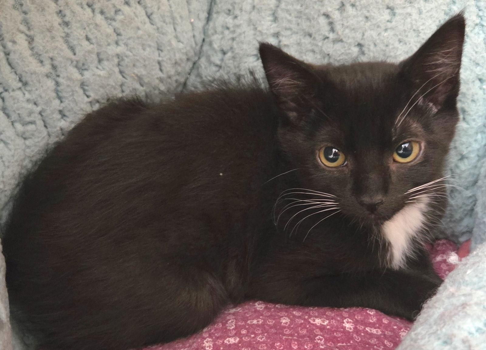 Enlarge Trip, a Adopted Domestic Short Hair in San Luis Obispo, CA image 1/1