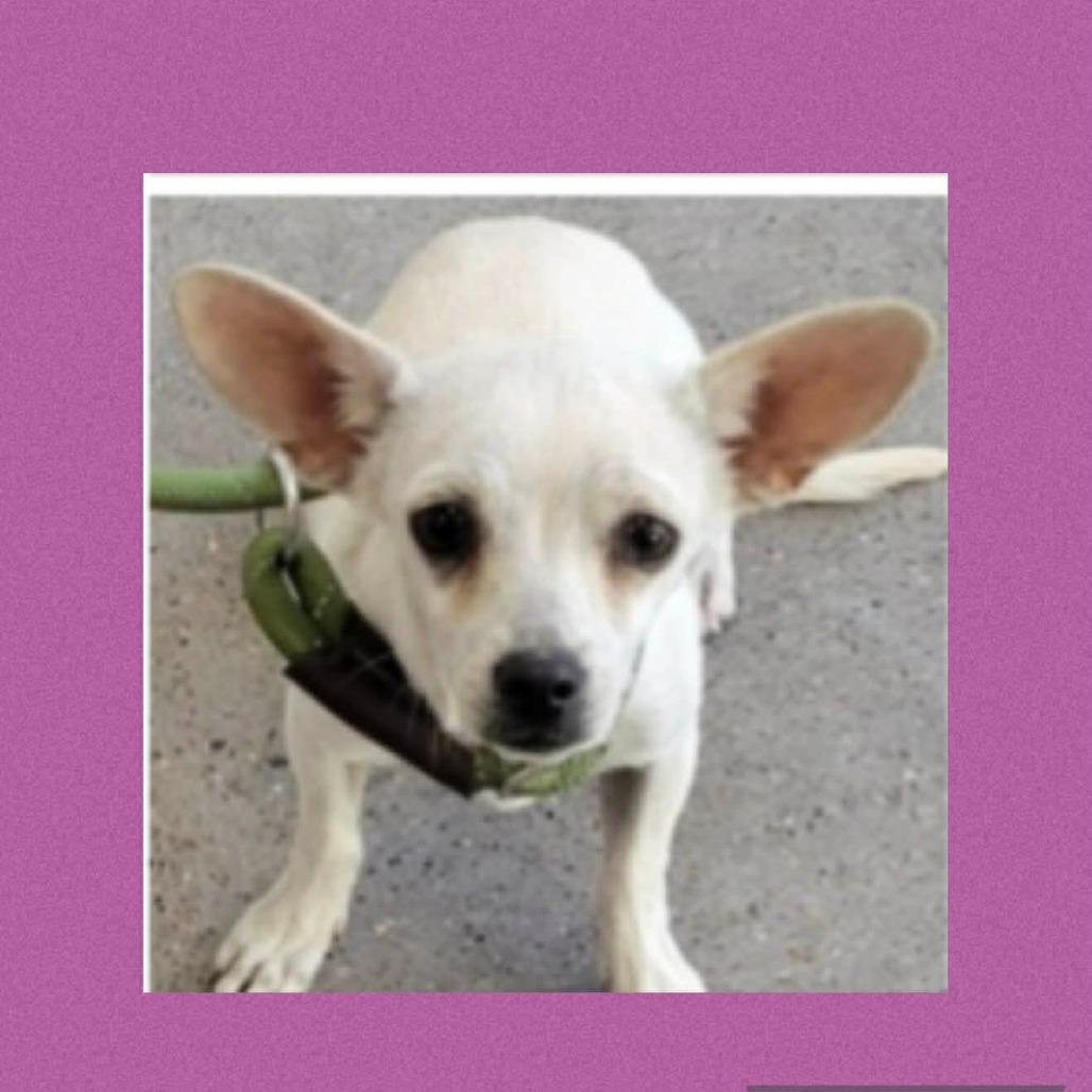 STELLA KIDD, Adoptable, Young Female Chihuahua.