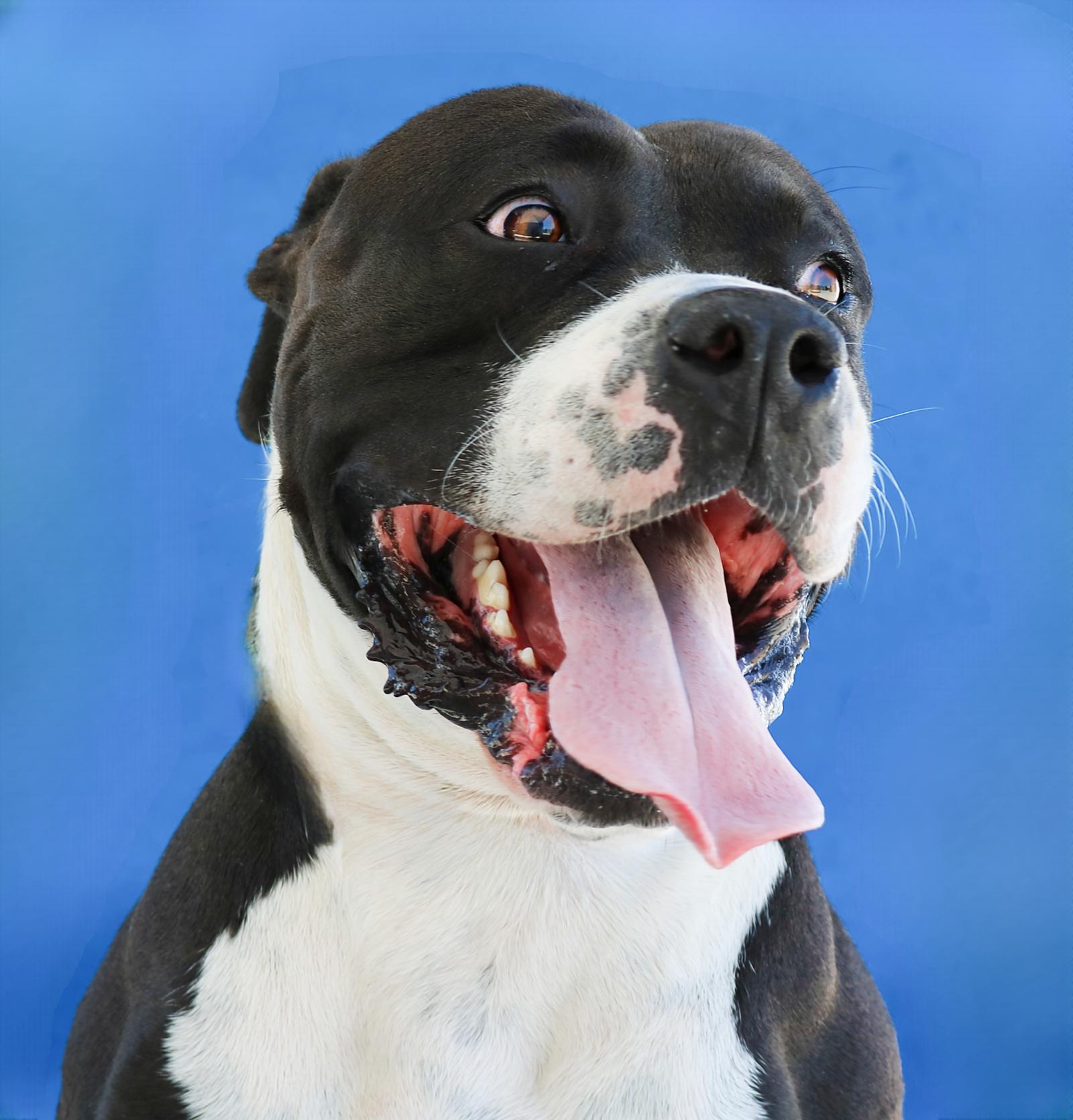 BARLEY, Adoptable, Young Male American Staffordshire Terrier.