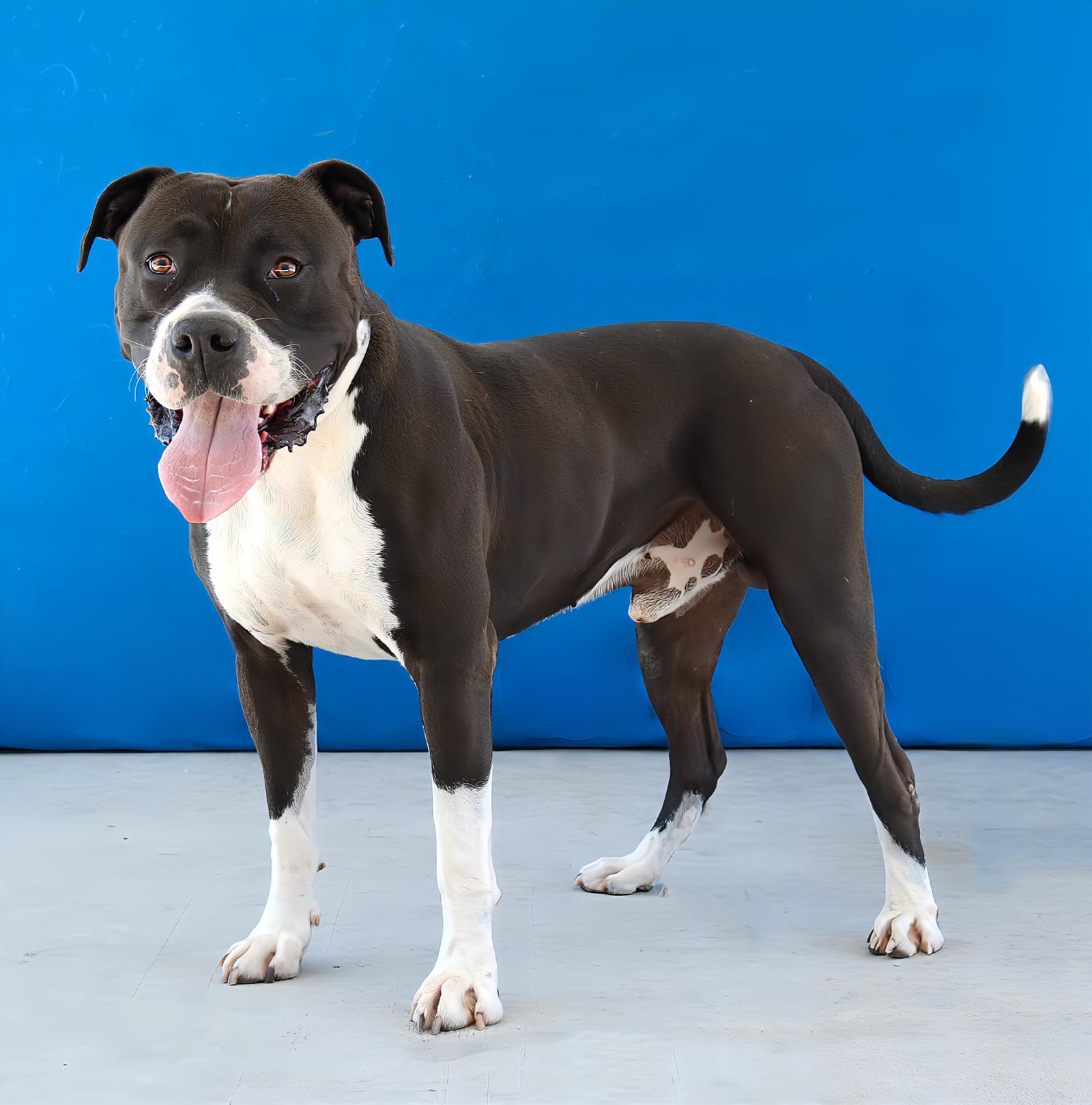 BARLEY, a Adoptable American Staffordshire Terrier in Pasadena, CA image 2/2