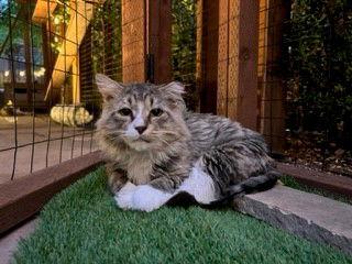 Toothless, a Adoptable mixed breed in Walnut Creek, CA image 1/3