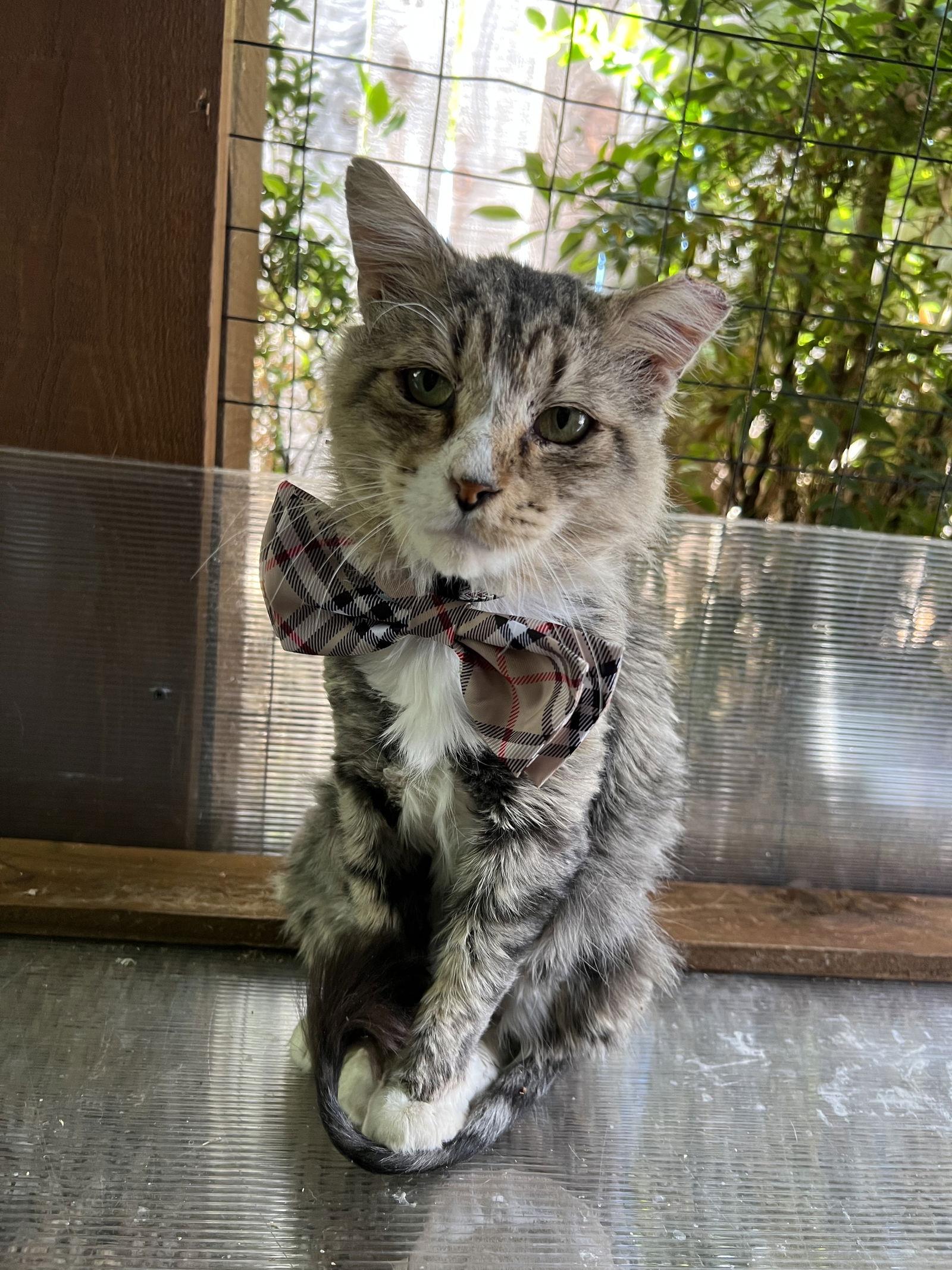 Toothless, a Adoptable mixed breed in Walnut Creek, CA image 2/3
