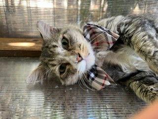 Toothless, a Adoptable mixed breed in Walnut Creek, CA image 3/3