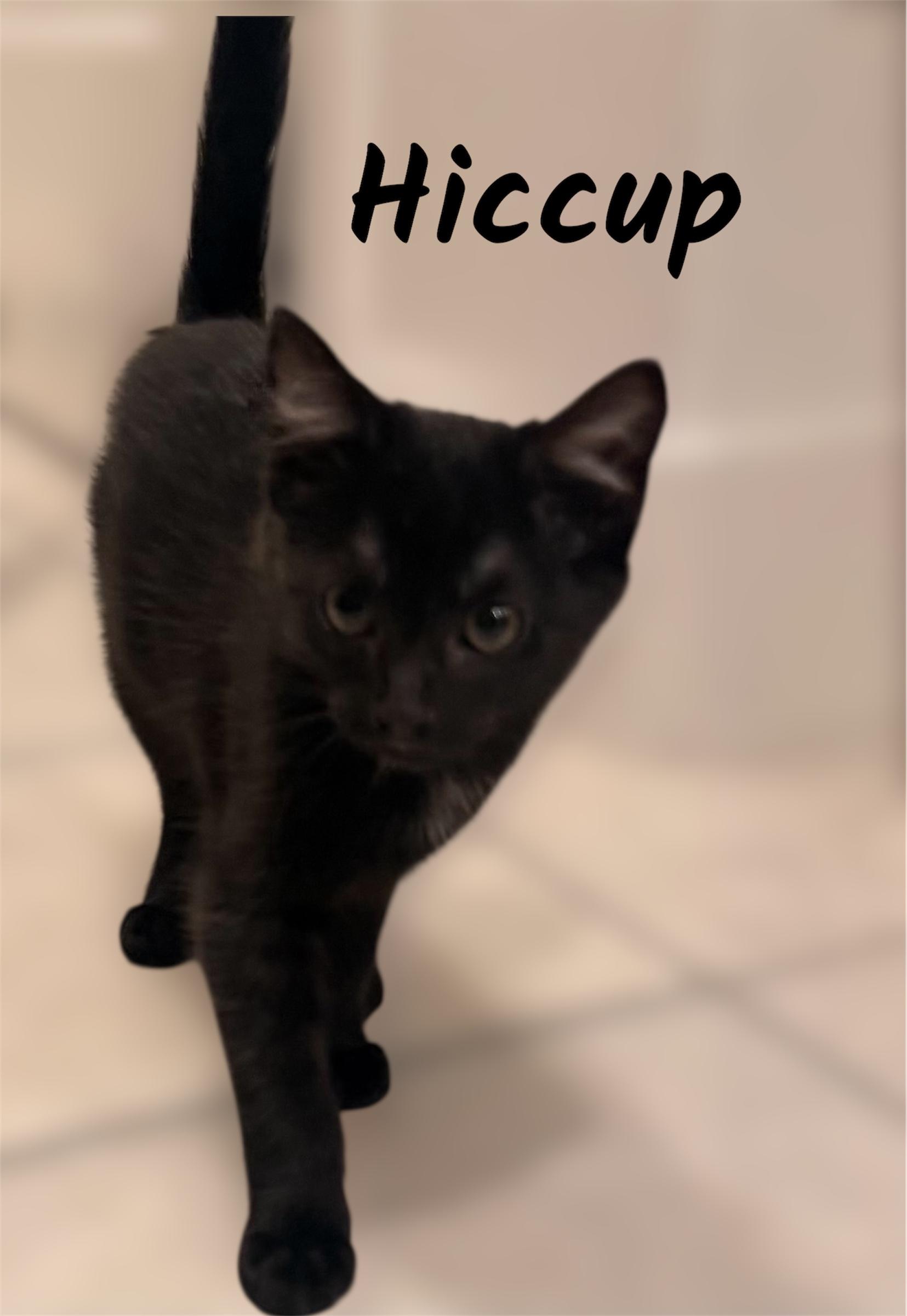 Hiccup, ADOPTABLE, Kitten Male Domestic Short Hair.