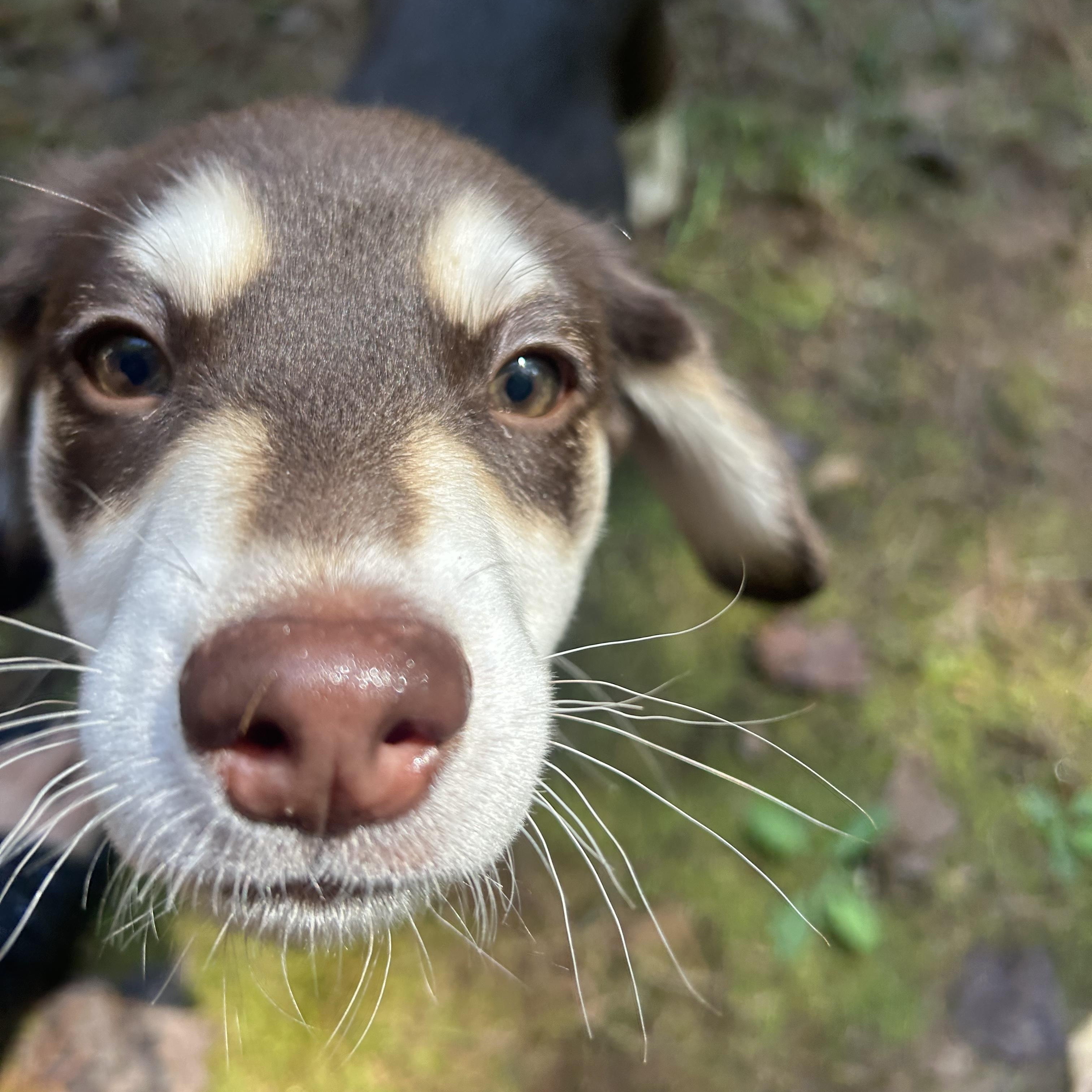 Moouse, a Adoptable mixed breed image 4/6