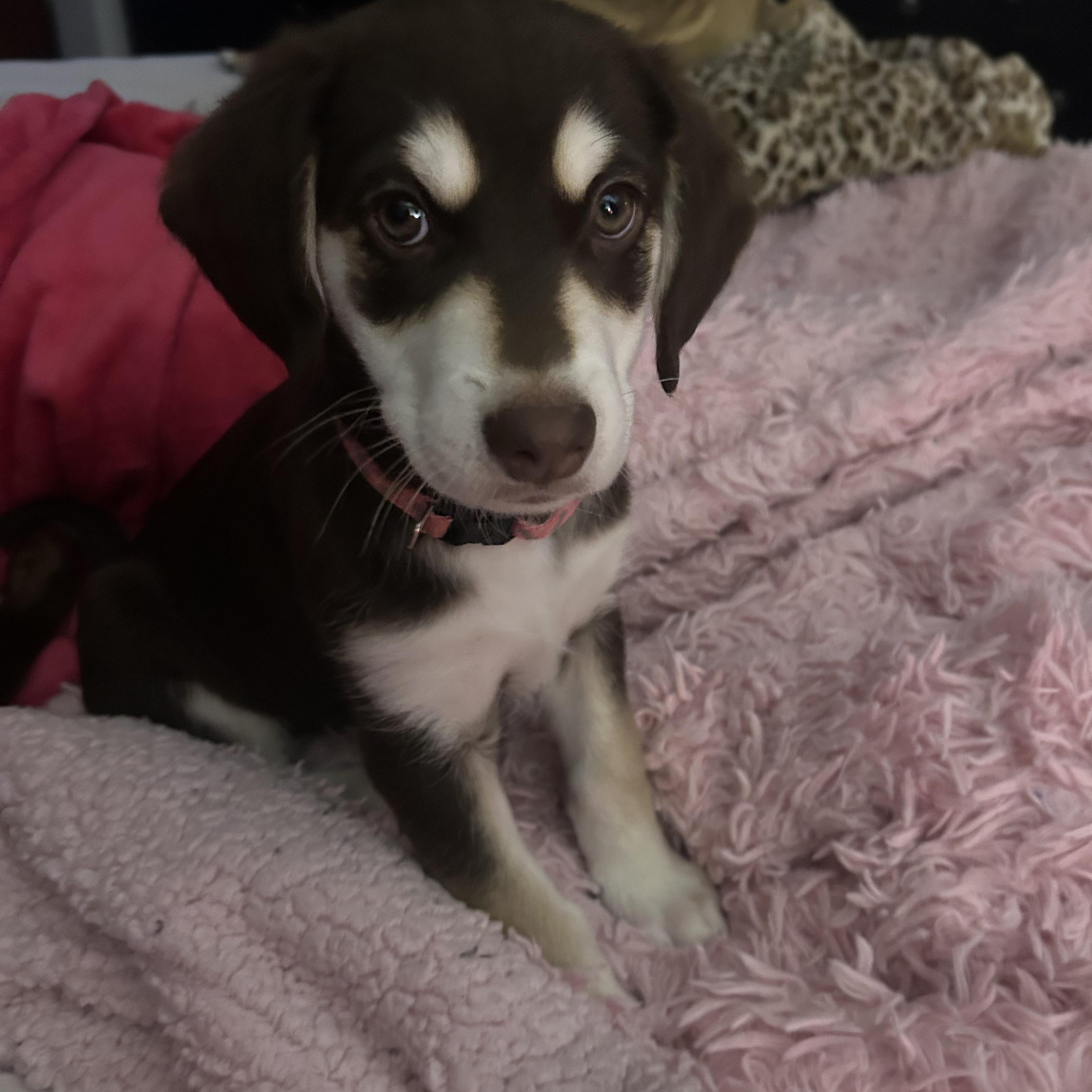 Moouse, a Adoptable mixed breed image 1/6