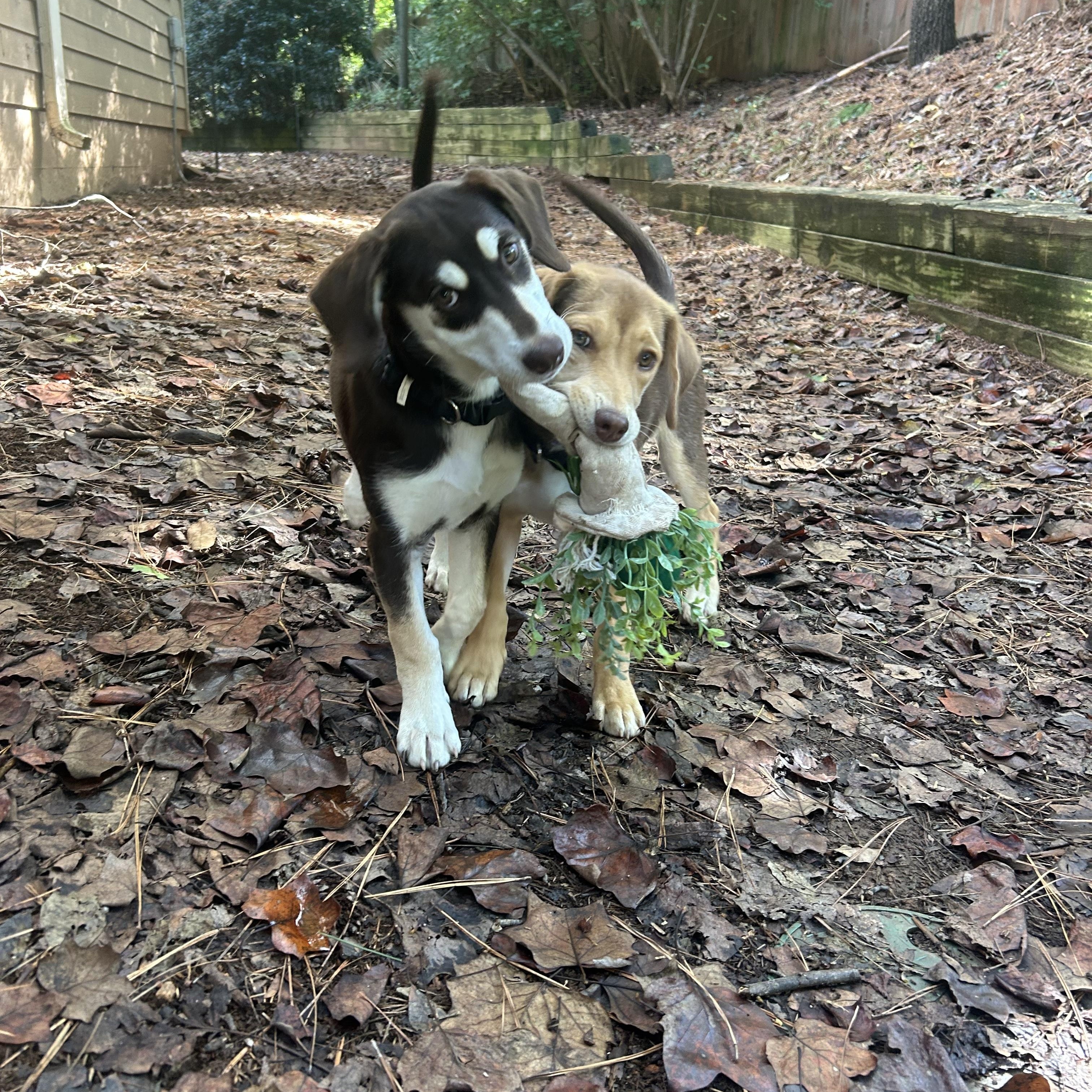 Moouse, a Adoptable mixed breed image 2/6