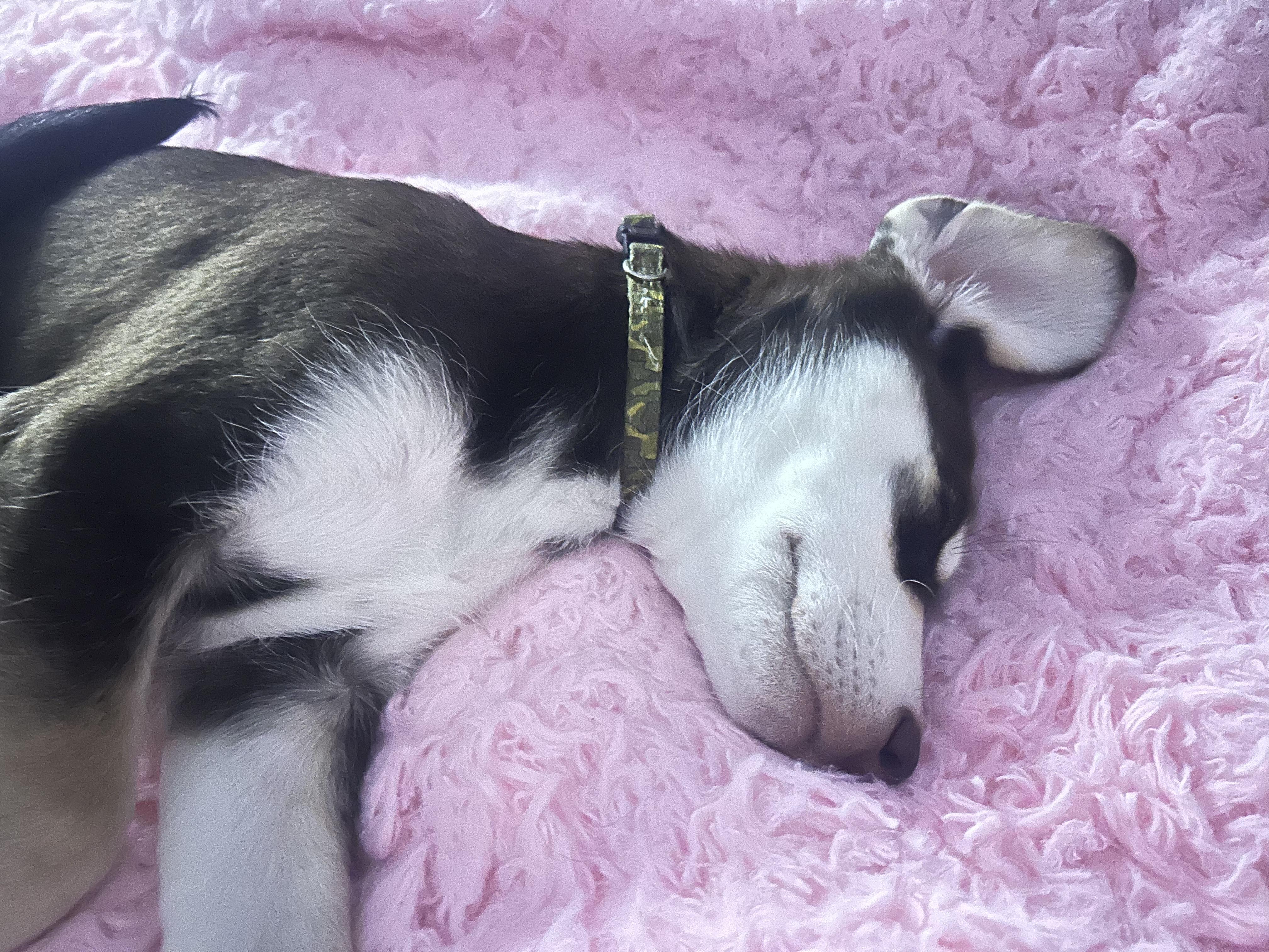 Moouse, a Adoptable mixed breed image 5/6